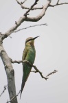 image of bee_eater