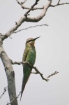 image of bee_eater #9