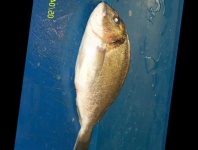 image of fish