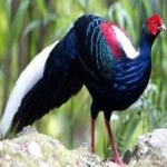 image of bird