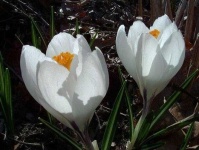 image of flower