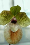 image of hard_leaved_pocket_orchid #42