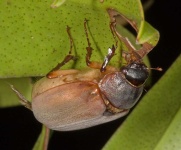 image of leaf_beetle