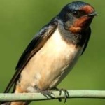 image of bird