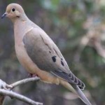 image of bird