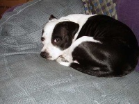 image of animal