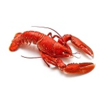 image of lobster