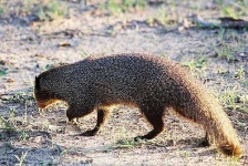 image of mongoose