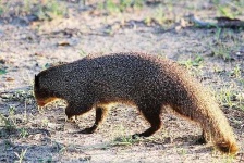 image of mongoose #2