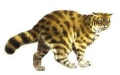 image of animal
