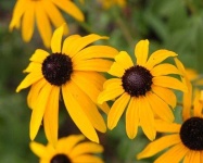 image of flower