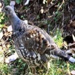 image of bird