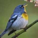 image of bird