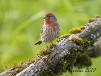 image of house_finch