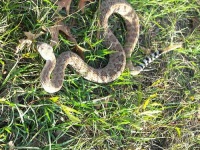 image of diamondback