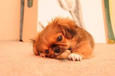 image of pekinese