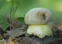 image of mushrooms