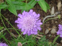 image of flower