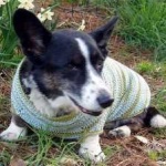 image of animal