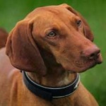 image of animal