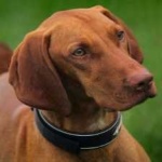 image of vizsla #13