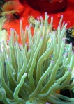 image of sea_anemone