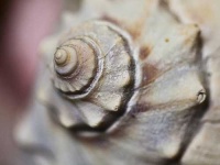 image of conch