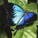 image of animal