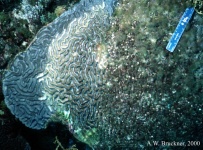 image of brain_coral