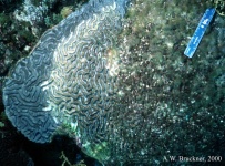 image of brain_coral #11