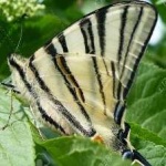image of animal