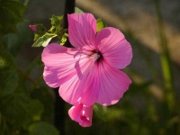 image of flower