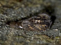 image of nightjar