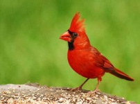image of cardinal