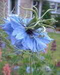 image of flower