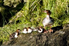 image of red_breasted_merganser