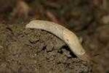 image of slug