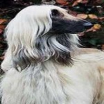 image of animal