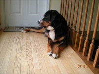 image of greater_swiss_mountain_dog