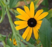 image of flower