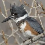 image of bird