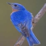 image of bird