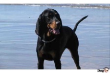 image of black_and_tan_coonhound