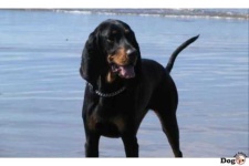 image of black_and_tan_coonhound #30