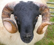 image of animal