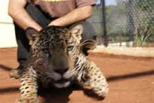 image of jaguar_car
