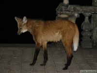 image of red_wolf