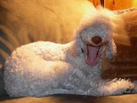 image of bedlington_terrier
