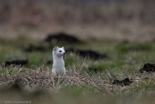 image of weasel