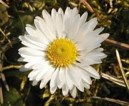image of flower